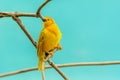 Taveta Golden Weaver bird on branch