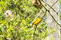 Taveta golden weaver bird ploceus castaneiceps