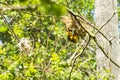 Taveta golden weaver bird ploceus castaneiceps