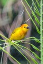 Taveta golden weaver