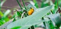 A Taveta golden weaver Ploceus castaneiceps sitting on a leafstalk