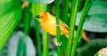 A Taveta golden weaver Ploceus castaneiceps sitting on a leafstalk