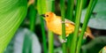 A Taveta golden weaver Ploceus castaneiceps sitting on a leafstalk