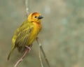 Taveta Golden Weaver