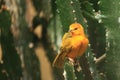 Taveta golden weaver