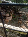 The Indira Gandhi zoo in Indore. You can see many more animals in this zoo it`s very adventurous you should visit once.