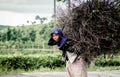 Tawangmangu, Indonesia. February 05,2016. old woman walking carrying piles of twigs to use as firewood while cooking