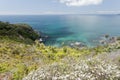 Tawharanui Peninsula blooming manuka New Zealand Royalty Free Stock Photo