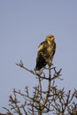 Tawney Eagle - Birds of The Great Lumpopo Transfrontier Park