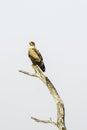 Tawney Eagle - Birds of The Great Lumpopo Transfrontier Park