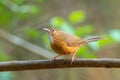 Tawny-bellied babbler Dumetia hyperythra also known as the rufous-bellied babbler, photographed in Mumbai