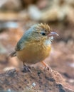 Tawny-bellied babbler Dumetia hyperythra also known as the rufous-bellied babbler, photographed in Mumbai