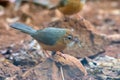 Tawny-bellied babbler Dumetia hyperythra also known as the rufous-bellied babbler, photographed in Mumbai