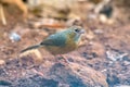 Tawny-bellied babbler Dumetia hyperythra also known as the rufous-bellied babbler, photographed in Mumbai