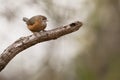 Tawny bellied babbler