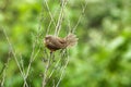 Tawny Bellied Babbler sitting on the branch of a tree. Amazing photo opportunity with beautiful background