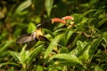 Tawny-bellied hermit hovering next to red flower,tropical rainforest, Colombia, bird sucking nectar from blossom in garden,beautif Royalty Free Stock Photo