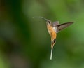 Tawny bellied hermit hummingbird in flight with green background in Ecuador