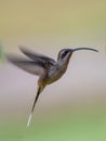 Tawny-bellied Hermit (Phaethornis syrmatophorus)