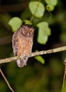 Tawny-bellied Screech Owl Royalty Free Stock Photo