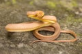 Tawny cat snake, Boiga ochracea, Colubridae, Gumti, Tripura , India