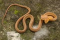 Tawny cat snake, Boiga ochracea, Colubridae, Gumti, Tripura , India