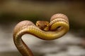 Tawny cat snake, Boiga ochracea, Colubridae, Gumti, Tripura , India