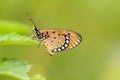 Tawny Coster Acraea violae butterfly Royalty Free Stock Photo