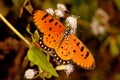 Tawny coster butterfly, Acraea terpsicore, Hesarghatta, Bangalore, Karnataka, India Royalty Free Stock Photo