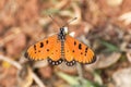 Tawny Coster butterfly Acraea terpsicore Royalty Free Stock Photo