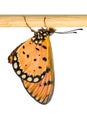 Tawny coster butterfly