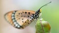 Tawny coster butterfly, closeup Royalty Free Stock Photo