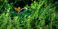 Tawny Coster butterfly in a natural habitat Royalty Free Stock Photo