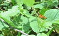 A Tawny coster butterfly perched on the tip of a Bush passion fruit vine leaf Royalty Free Stock Photo