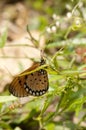 Tawny Coster butterfly