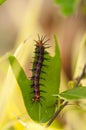 Tawny Coster's Caterpillar Royalty Free Stock Photo