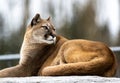 Tawny cougar looking curiously to one side