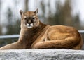 Tawny cougar looking directly into the camera