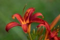 The tawny daylily Hemerocallis fulva Royalty Free Stock Photo