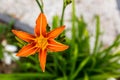 Tawny daylily. Very pretty orange flower