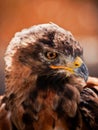 Tawny Eagel Royalty Free Stock Photo