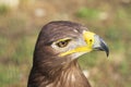 Tawny eagle