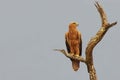 Tawny Eagle Royalty Free Stock Photo