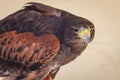 Tawny Eagle on Alert