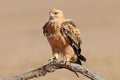 Tawny eagle