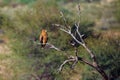 The tawny eagle Aquila rapax sitting on the branch in the desert