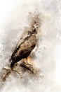 Tawny eagle Aquila rapax - watercolor illustration portrait