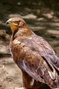 Bird of prey. Tawny eagle (Aquila rapax)