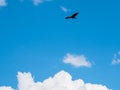 Tawny eagle bird spreading wing flying silhouette in the blue sk Royalty Free Stock Photo