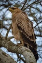 Tawny eagle on branch with ruffled feathers